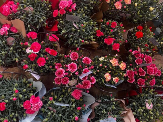 ♡

#mothersday 

母の日に。
カーネーション、アジサイの鉢物は
11日（日）まで随時入荷します。

お取り置きや発送も承っております。

母の日直前のご注文は、
在庫や配送スケジュールの関係上、配送日指定などのご希望に添えないケースがございます。

はやめにご予約頂きますよう、ご協力をお願いいたします！

#thanksmom 
#母の日
#熊本花屋
#花くらぶ 
#カーネーション
#アジサイ