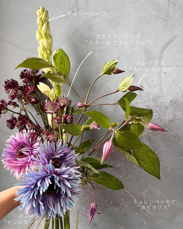 .

今週のお花たち

#ガーベラ モンスターサリー
#ミューレンベッキア 
#チューべローズ 
#クレマチス ブルーピルエット
#アストランティア スターオブファイヤー