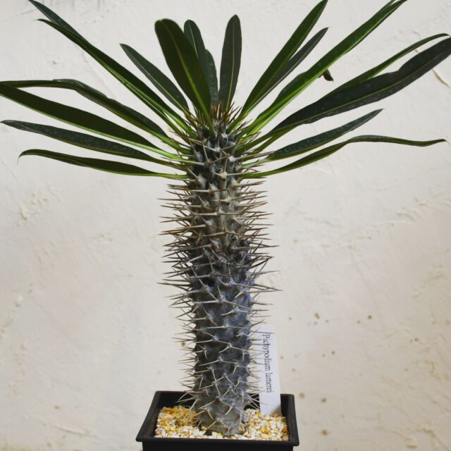 .

Pachypodium lamerei
.

#パキポディウムラメリー 入荷しました
#パキポディウム 
#塊根植物