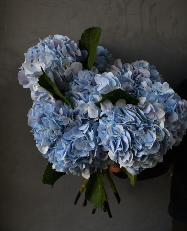 .

あじさい
「#アイリーンライトパープル 」

淡い水色に
ほんのり薄紫がにじんだような
絶妙な色合い。

花びらの裏側は、
桃色に近いやさしい色味になっています。

ドライになるのも待ち遠しい。
色合いの変化も楽しみながら、
長く長く愛でてください ♡

#今日の入荷
#あじさい
#熊本花屋
#花くらぶ