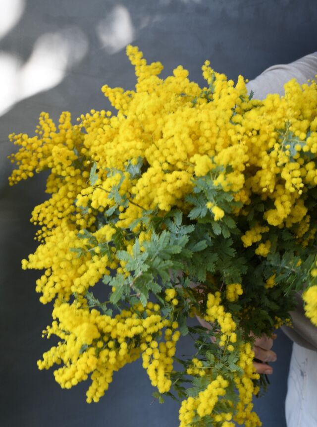 .

ミモザアカシア、入荷しました！

ふわふわもこもこ、
鮮やかな黄色がまぶしいです。
まわりの空気も柔らかくなりますね～

お取り置きは
お電話かDMにてお願いいたします✨

暖房がきいた乾燥した部屋では、
こまめに霧吹きをしてあげると
ふわもこがより長く楽しめます。

黄色が鮮やかなうちに
ドライフラワーにしてしまうのも
おすすめです！
ドライのミモザも最高にかわいいですよ～

#mimosa 
#ミモザ
#今日の入荷
#春到来
#熊本花屋
#花くらぶ