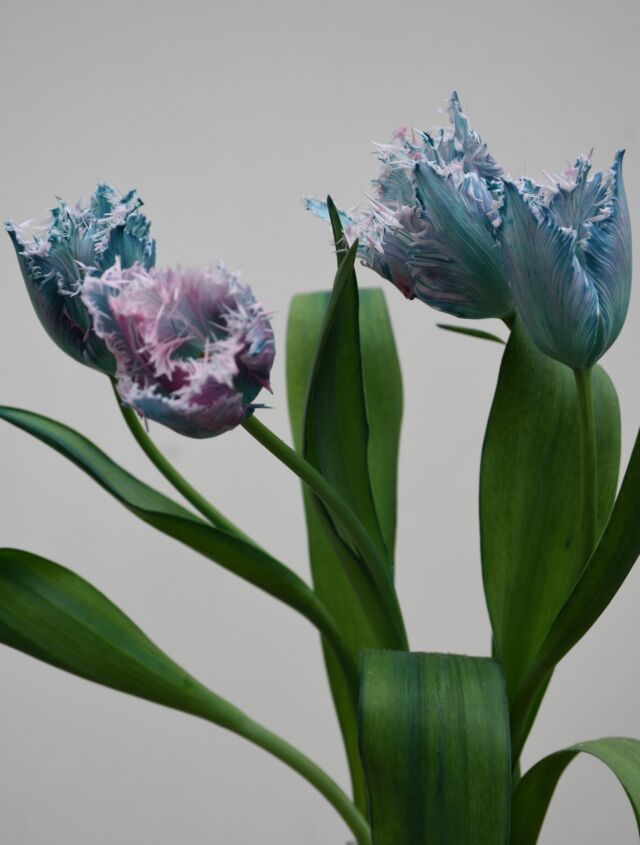 .

フリンジの#チューリップ を
青で染め上げ。

色のでかたも絶妙で
薄ピンクとブルーのグラデーションが
あまりに可愛く…
撮影会が止まりません。

花の品種や状態によって
染まり具合がおおきく変化するので、
ああでもない、こうでもないと
日々、試行錯誤しています。
花染め研究は続く…。

#青染め
#ブルーチューリップ 
#染め花 
#熊本花屋
#花くらぶ